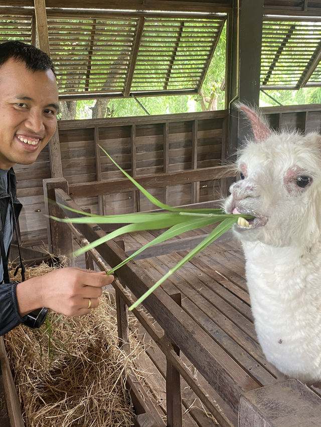 Up Close & Personal with Alpacas & More!