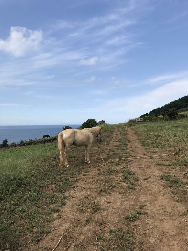초록과 에메랄드가 공존하는 서우봉!🩵💚