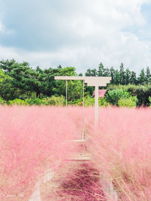 🎀가을 아름다운 분홍빛의 꽃 천국 [제주, 휴애리자연생활공원] 🍁