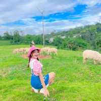 แลนด์มาร์คแห่งใหม่ ถ่ายรูปกับน้องแกะน่ารักๆบนดอย🐑🐏