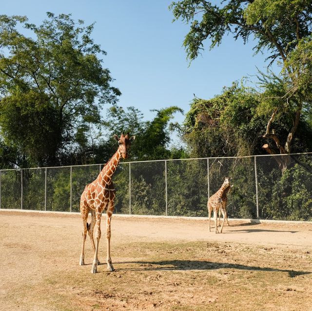 Safari Park, Kanchanaburi บ่อพลอย