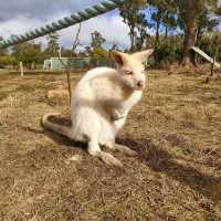 Rare Animals - White Wallaby, Tasmania Zoo