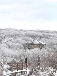 제주 눈꽃 가득한 곳 1100고지