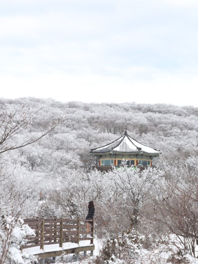 제주 눈꽃 가득한 곳 1100고지