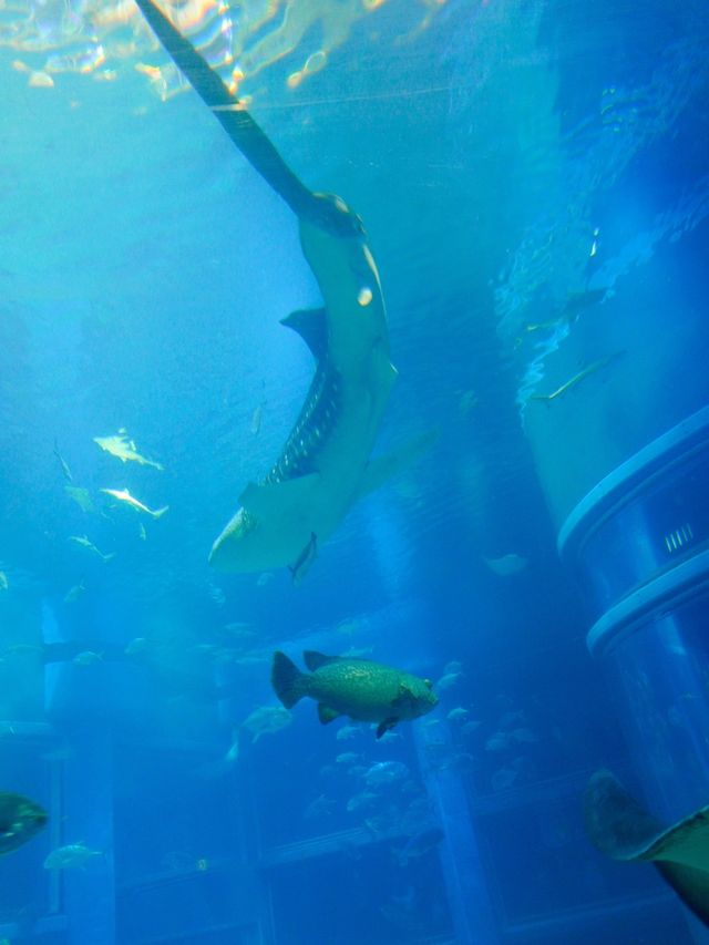 【全方位環繞主水槽的水族館】