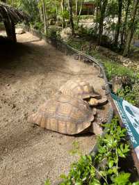 Animal Encounter at Cebu Safari