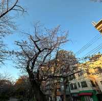 【東京】夕暮れ時の隅田公園の桜