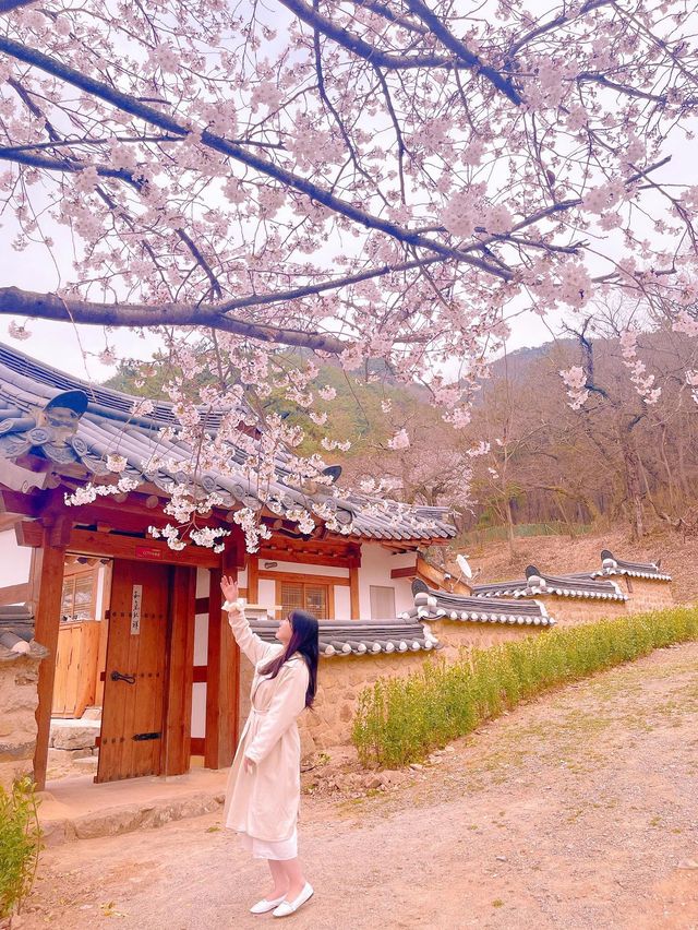 고택과 어우러져 더 아름다운 밀양 매화 명소 ✨