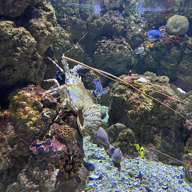 Aquarium Cairns