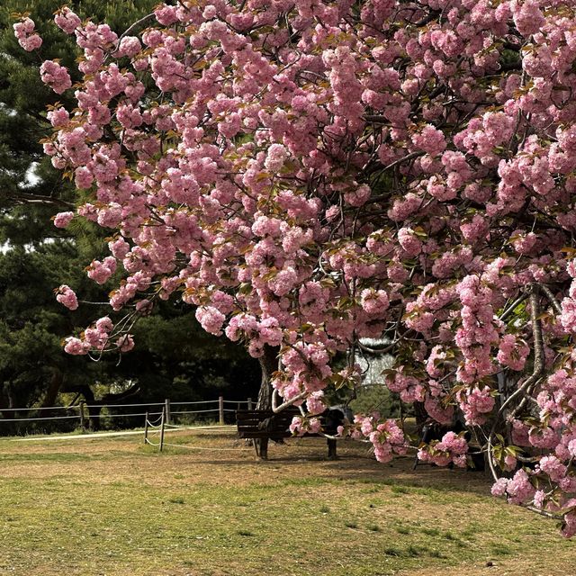 멋진 사진을 위한 서울 관광지 🌳 올림픽공원