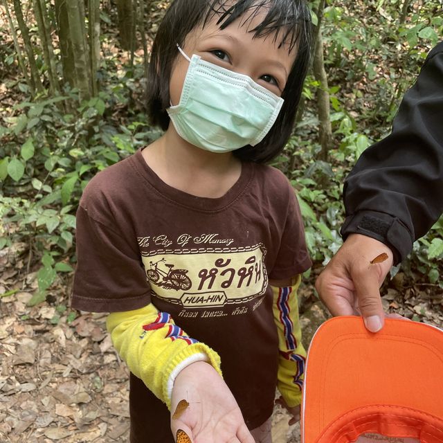 มาดูผีเสื้อที่บ้านเราไหม?