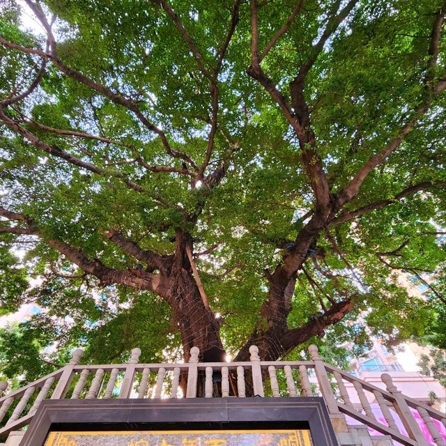 深圳最美城中村