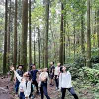 🌟桃園復興| 東眼山國家森林遊樂區 吸收芬多精 登山步道 須購票