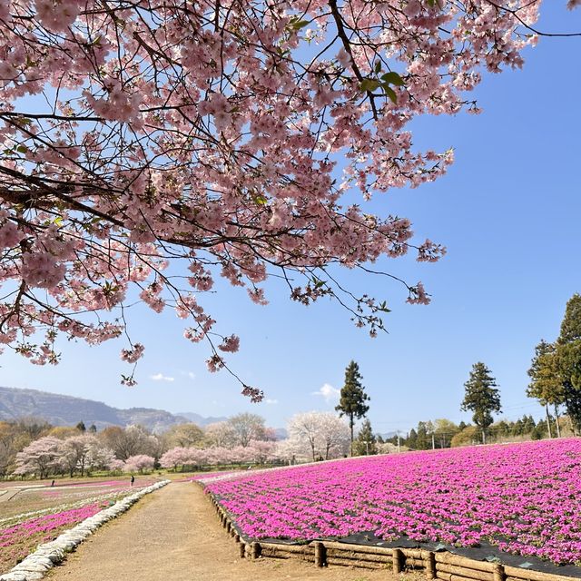 東京近郊景點 – 秩父羊山公園