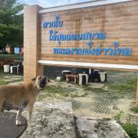 สะพานคอย 100 ปี เกาะยาว นราธิวาส📍