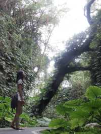 小琉球隱藏的原始森林🌳《山豬溝》