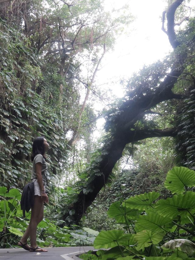 小琉球隱藏的原始森林🌳《山豬溝》