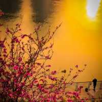 This isn’t Japan’s Sakura. It’s Liuzhou,China