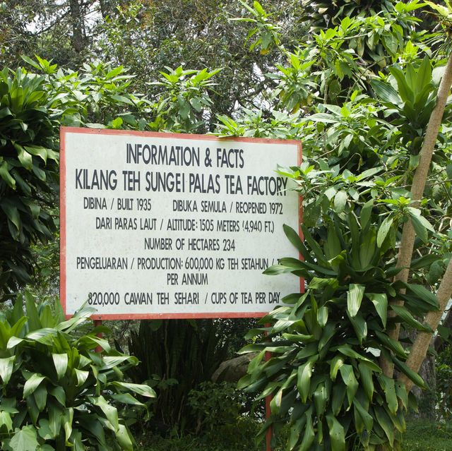 馬來西亞| 金馬倫高園茶園之旅🍃