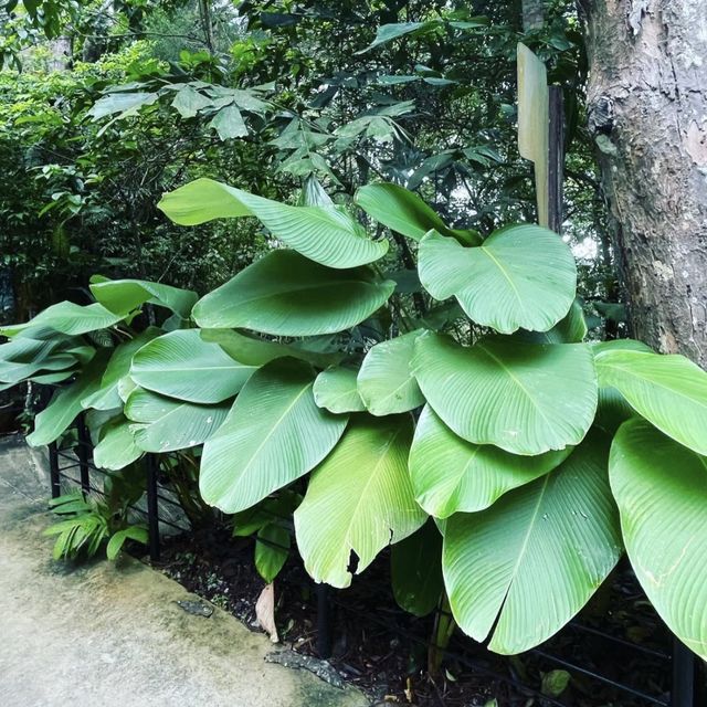 征服自然之巔！探索檳城升旗山生態公園🌳🌄🦋