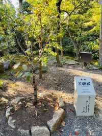 【神奈川県/白旗神社】漆黒の趣ある社殿