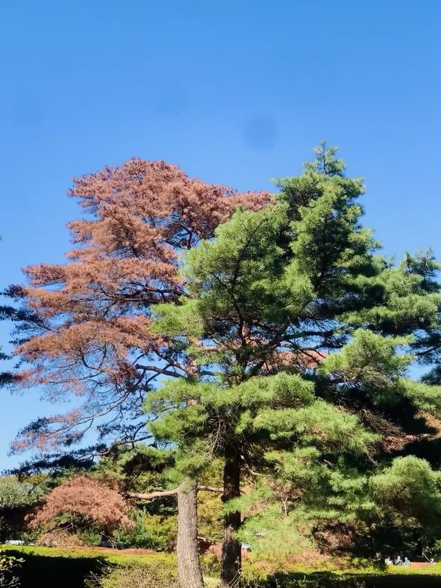 神代植物公園～大自然的綠寶石💚🌿🌺