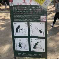 奈良餵鹿仔體驗