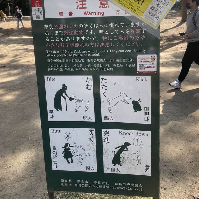 奈良餵鹿仔體驗