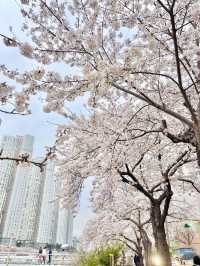벚꽃명소 ! 다양한꽃들이 많은 부산 온천천 🌸