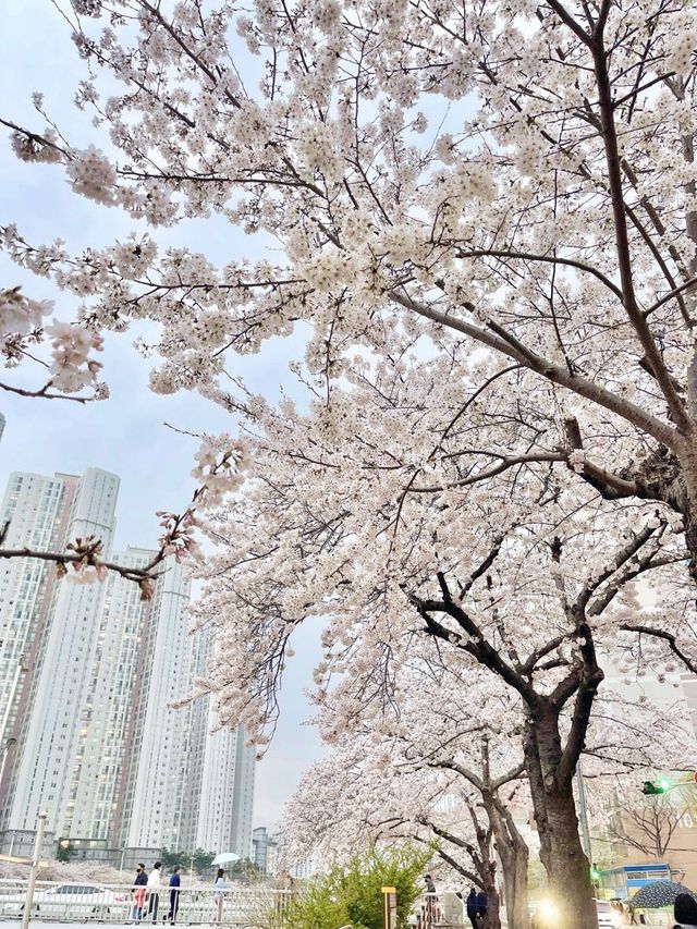 벚꽃명소 ! 다양한꽃들이 많은 부산 온천천 🌸