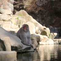 Snow monkey cutness overload