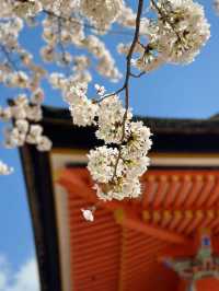 🇯🇵｜Kyoto One-day Tour with kimono