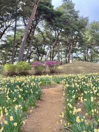 💛서산 유기방가옥 수선화축제💛
