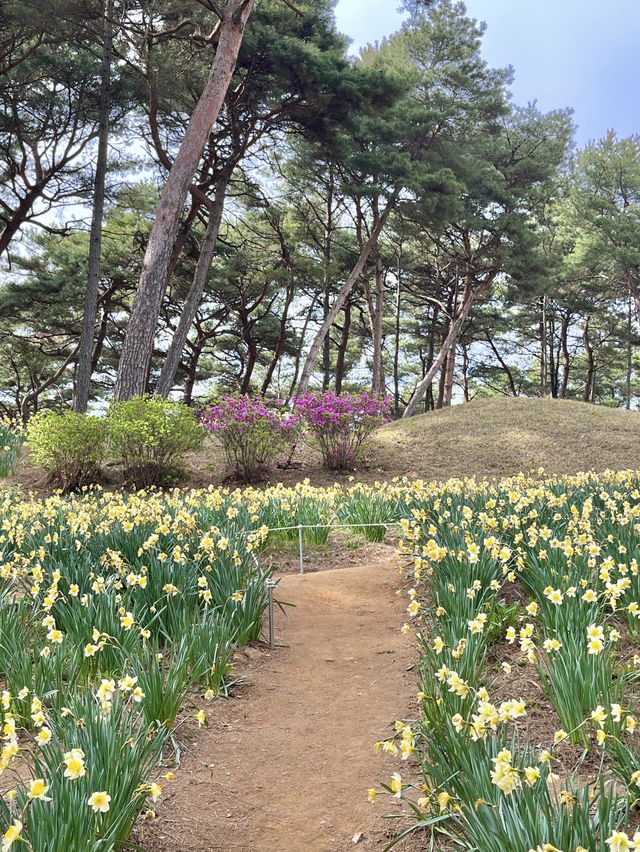 💛서산 유기방가옥 수선화축제💛