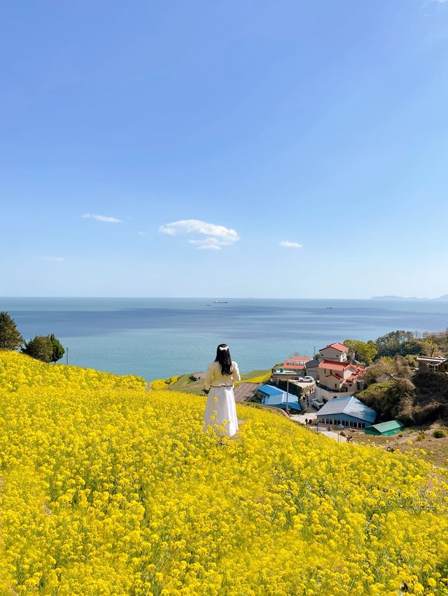 전국에서 가장 예쁜 남해 유채꽃 명소 모음집 💛