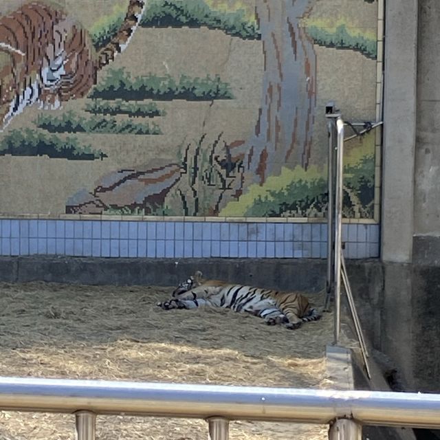 대구 아이와 함께 가볼만한 곳, 달성공원 동물원