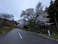 Cherry Blossoms Under the Rain: A Morioka Tale