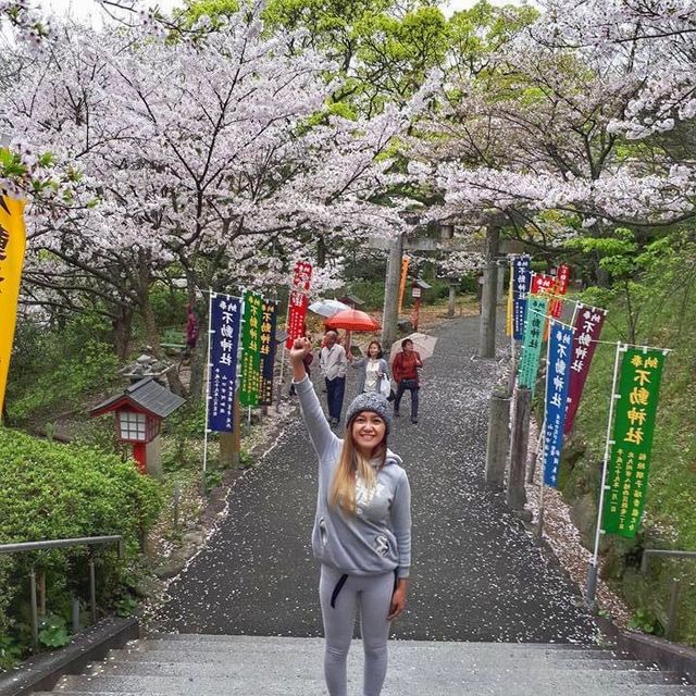 Cherry Blossom 🌸