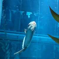 【ぜひ遊びに行って欲しい！】大阪最大の水族館