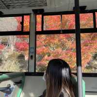 ทะเลสาปคินริน KINRIN LAKE, Oita, Japan