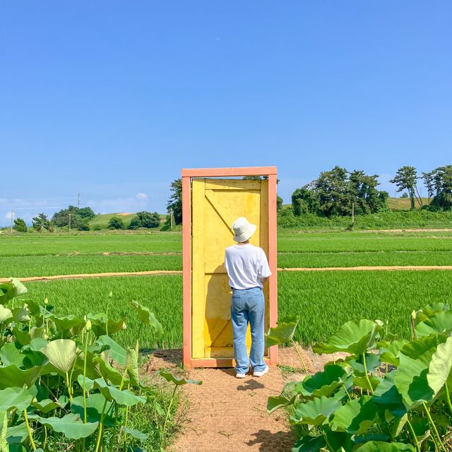 태안 수국 명소 청산수목원