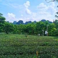 英西峰林•T三有機茶園