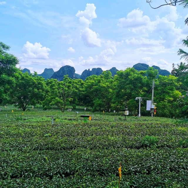 英西峰林•T三有機茶園