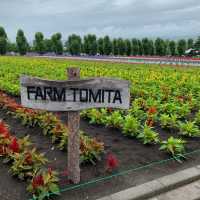 The Captivating Farm Tomita in Hokkaido