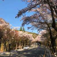 大邱八公山