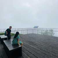 阿里山 隙頂象山 茶林步道