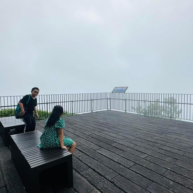 阿里山 隙頂象山 茶林步道