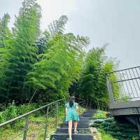 阿里山 隙頂象山 茶林步道