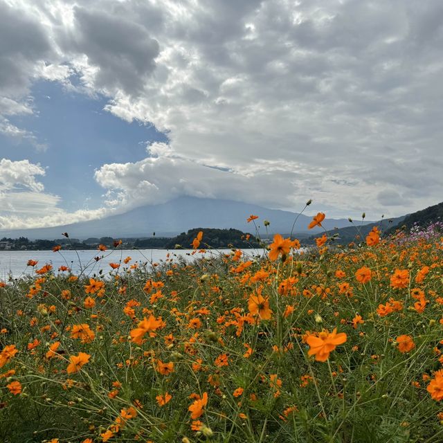 河口湖大石公園