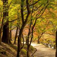  Korankei จุดชมใบไม้เปลี่ยนสีที่สวยมากในญี่ปุ่น